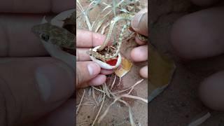 snake egg opening । #snake #shorts #nature