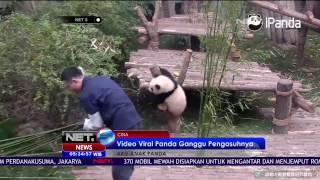 Video Viral Panda Lucu yang Menggangu Pengasuhnya - NET5