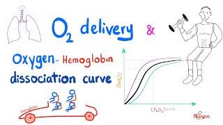 Oxygen-Hemoglobin Dissociation Curve - Oxygen Transport to Tissue - Respiratory Physiology