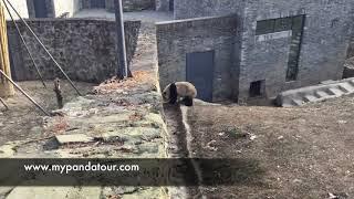 Pandas Qing Shan and Ya Xing tried to communicate through the wall (青山和雅星)