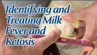 Identifying and Treating Milk Fever and Ketosis