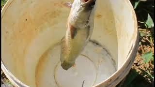 Fishing catfish snakehead fish at the swamp