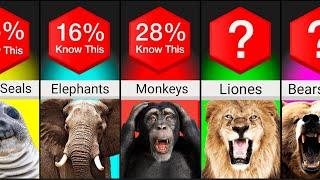 Comparison: Fascinating Insights into Animal Groups?