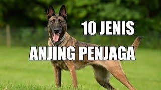 10 JENIS ANJING PENJAGA