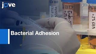 Introducing Shear Stress In Study: Bacterial Adhesion l Protocol Preview