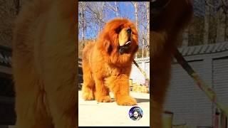 Before & After Animals Growing Up. Amazing Animal Transformation  #short #tiktok #animals