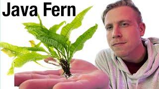 Java Fern Plant Care Guide