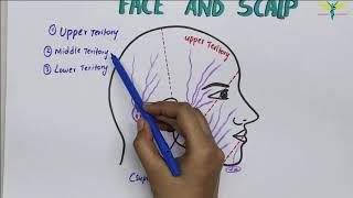 Lymphatic Drainage Of Face and Neck | Lymphatic Territories