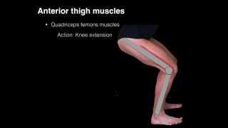 Anterior thigh muscles
