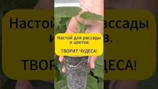 Настой для рассады творит чудеса! #дача #огород #рассада #подкормка