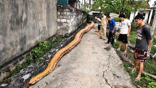 Siga el rastro dejado por las serpientes gigantes más grandes del mundo