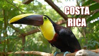 CUTEST ANIMALS EVER! Visiting Costa Rica’s BEST Animal Sanctuary