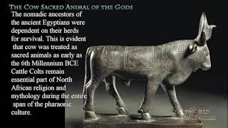 The Cow Sacred Animal of the Gods