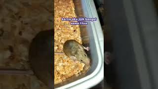 Cara usir tikus tanpa menyentuh !!!