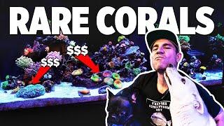 This Guy Collects Rare Corals!