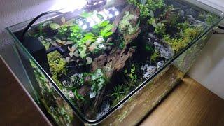 Simple *BEGINNER* Aquascape Planting | low tech