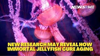 New research may reveal how 'immortal jellyfish' cure aging | NewsRme