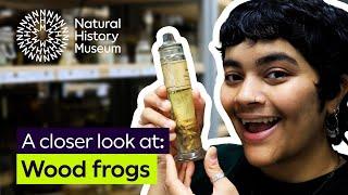 How to survive the cold | A closer look at wood frogs