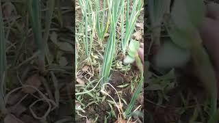 #onion  #agriculture #greengardening #farming #greening #vegetables #farmer #greengarden #shorts