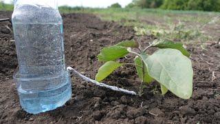 Plastic Bottle Drip Water Irrigation | It works evenly for a month