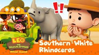 The RHINO is ATTACKING us?!  | Southern White Rhinoceros | Leo the Wildlife Ranger | Kids Cartoons