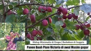 Panen buah Plum Victoria di Musim Gugur ||