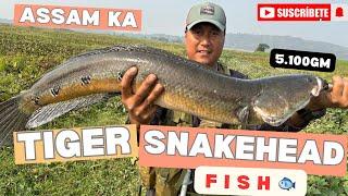 Assam ka big size Snakehead fish Tiger snakehead fish