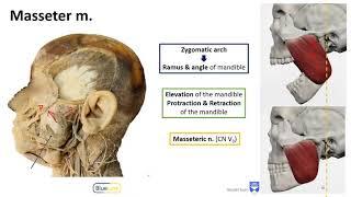 Mastication LO - Muscles of Mastication