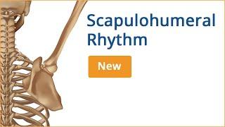 Scapulohumeral Rhythm - Youtube - Chiropractic Online CE™