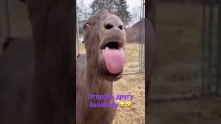 Лама животное прикол челлендж/Lama animal funny challenge