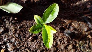 Growing Lemon Trees from Seeds for 5 Months