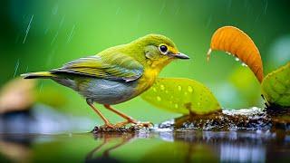 Nature Bird Sounds for Relaxation ~ Calming Melodies for Emotional Healing and Anxiety Relief