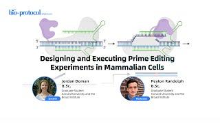 Designing and Executing Prime Editing Experiments in Mammalian Cells