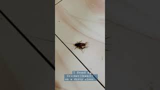 Cricket ( Insect ) on the floor. | #shorts | #shortsbetavideo