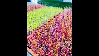 Rainbow blend and blood beets microgreens