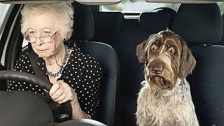 Videos De Risa De Animales 2023 - La tierna reacción de un perro mientras su veterinaria lo curaba
