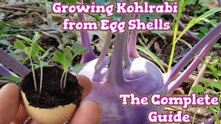 Kohlrabi Seed Germination in Egg Shells - Start to Finish