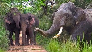 This is what a sanctuary for elephants in Sri Lanka look like,Majestic Elephants of Sri Lanka