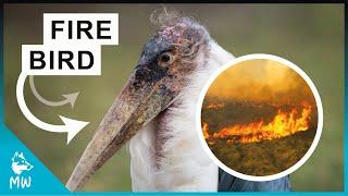 Marabou Stork - The Fire Chaser of Africa