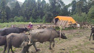 the pastoral life । nepal । chapter - 33 ।nomad lif nepal । VillageLifeNepal