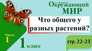 Что общего у разных растений? Окружающий мир. 1 класс, 1 часть. Учебник А. Плешаков стр. 22-23