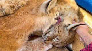 THE FIRST SUMMER OF THE LYNX RAISIN / Shower for lynxes