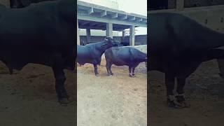 #shorts #buffalomilking #buffalo #youtubeshorts #viralstock #dairystock #bestdairyfarm #ytshortviral