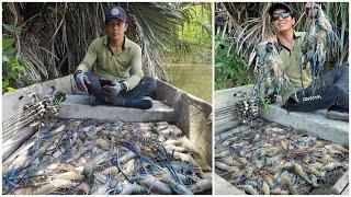 PESTA STRIKE !! Memancing Udang Galah Kampung Sepakat  #prawnfishing #shrimpfishing