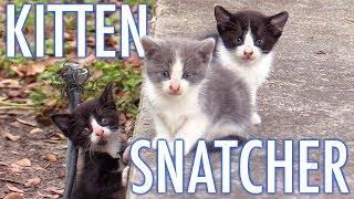 The Kitten Snatcher! - Cat Man Chris
