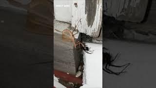 Praying Mantis Vs Venomous Black Widow