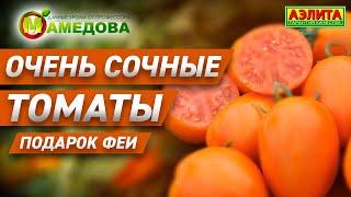  СОЧНЫЕ СКАЗОЧНЫЕ ТОМАТЫ. Подарок феи