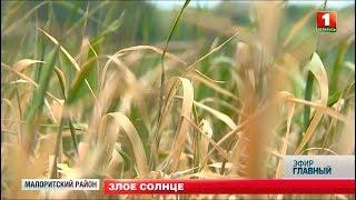 Урожаю в Беларуси угрожает засуха. Главный эфир