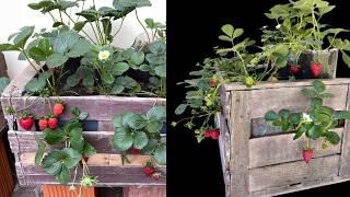 Secrets of Growing Strawberries in Boxes