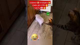 СОБАКА  И КОШКА  СМЕХ ДО СЛЁЗ  ЧАСТЬ 422 